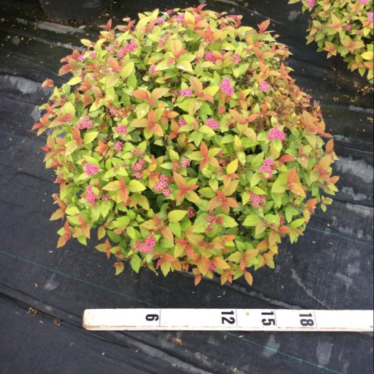 Magic Carpet Spiraea (Spiraea japonica 'Magic Carpet') - 3 gallon