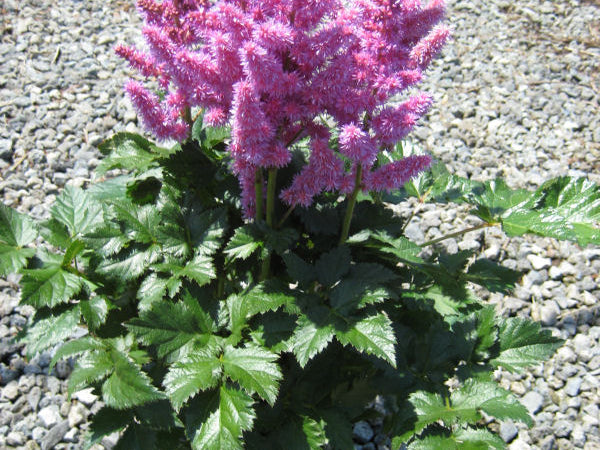 Vision In Purple Astilbe (Astilbe chinensis 'Visions in Purple') - 1 gallon