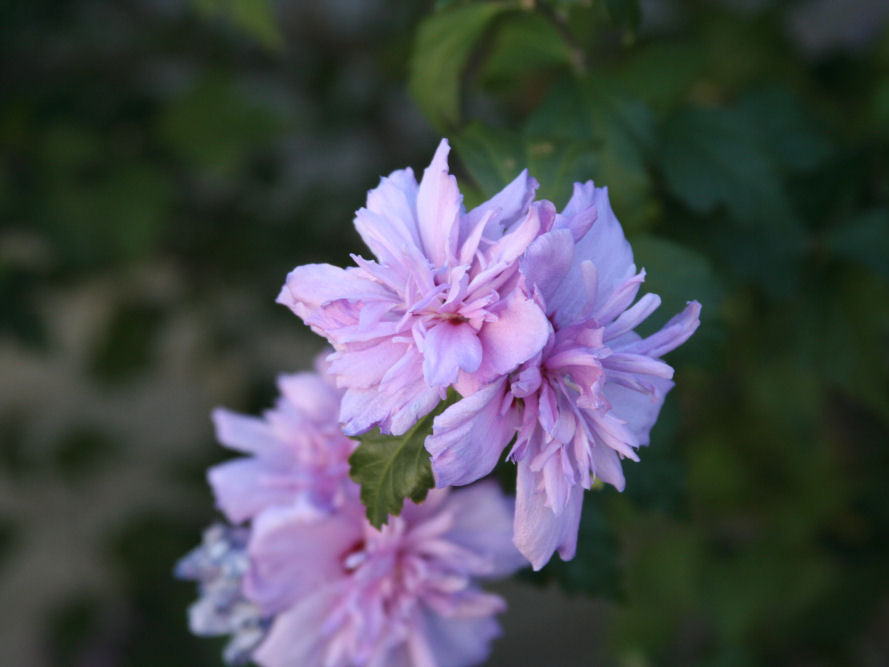 Blushing Bride Rose of Sharon (Hibiscus syriacus 'Blushing Bride') - 3 gallon 18"