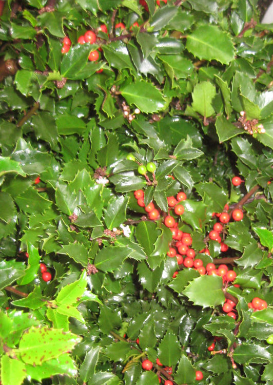 Royal Family (Blue Prince/Blue Princess) Holly (Ilex x meserveae 'Royal Family') - 3 gallon 15"