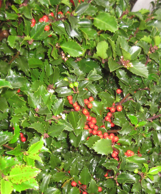 Royal Family (Blue Prince/Blue Princess) Holly (Ilex x meserveae 'Royal Family') - 3 gallon 15"
