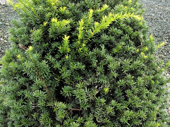 Captain™ Pyramidal Yew (Taxus cuspidata 'Captain') - 3 gallon 18"