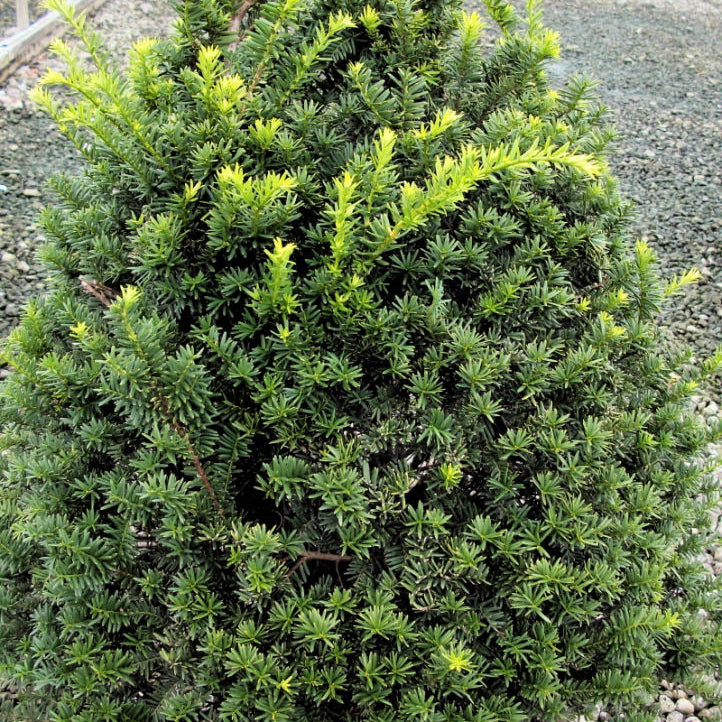 Captain™ Pyramidal Yew (Taxus cuspidata 'Captain') - 3 gallon 18"