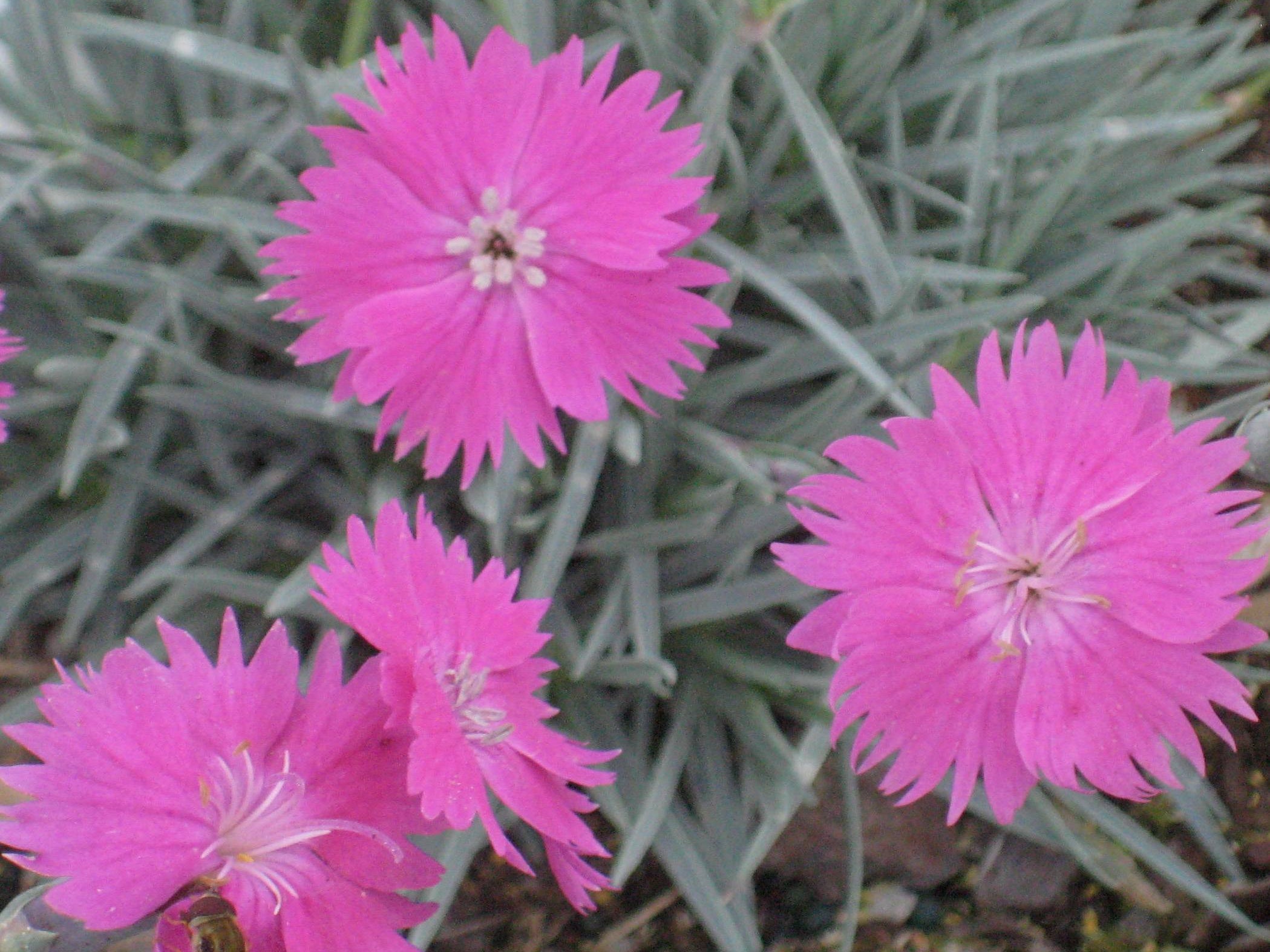 FireWitch Pinks (Dianthus gratianopolitanus 'Firewitch') - 1 gallon