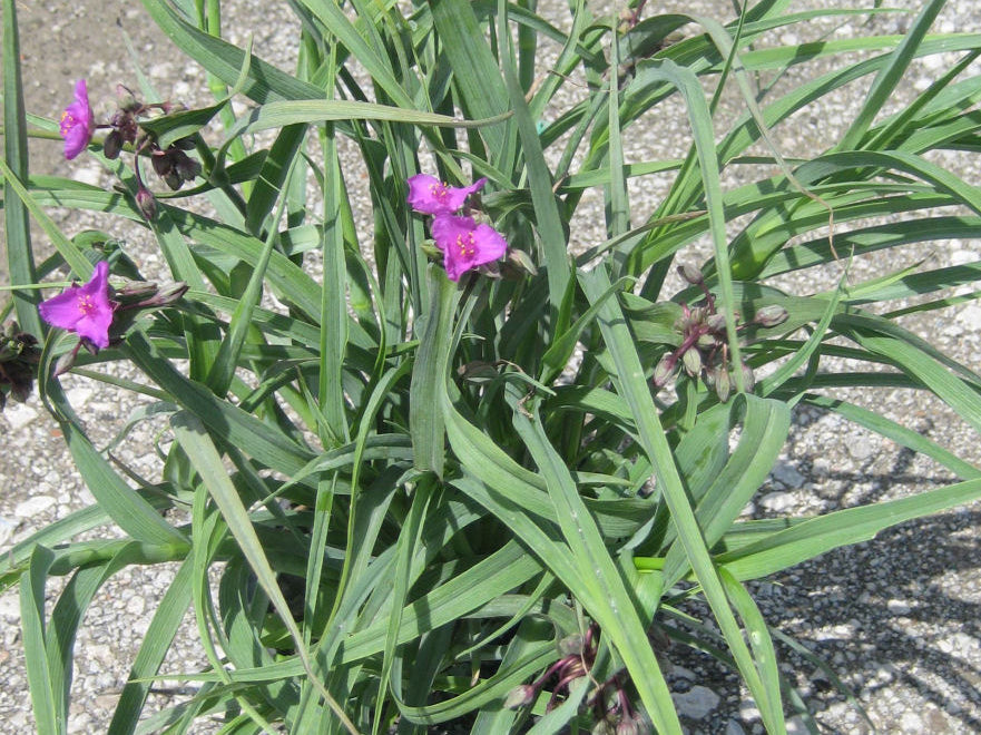 Concord Grape Spiderwort (Tradescantia x andersoniana 'Concord Grape') - 1 gallon