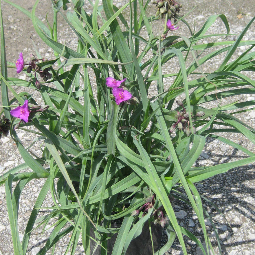 Concord Grape Spiderwort (Tradescantia x andersoniana 'Concord Grape') - 1 gallon