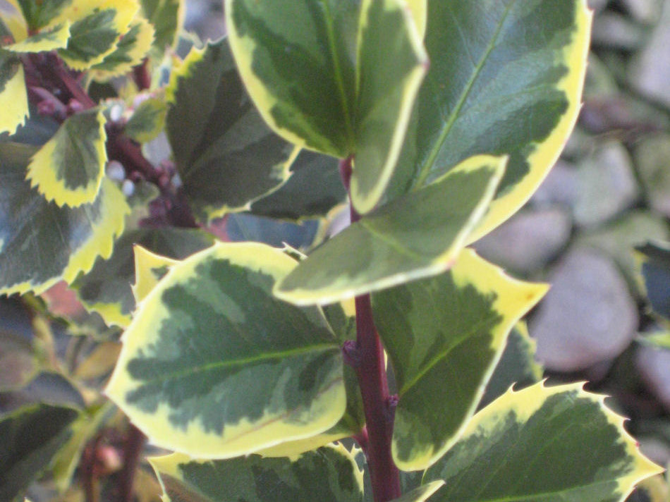 Honeymaid™ Meserve Holly (Ilex x meserveae 'Honeymaid') - 3 gallon 15"