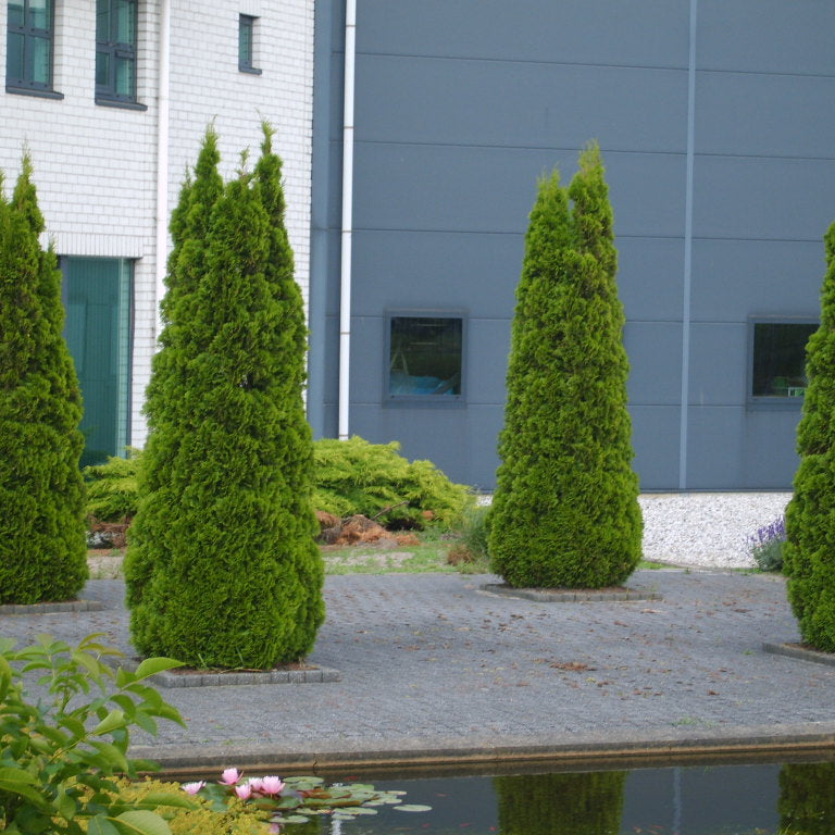 Emerald Green Arborvitae (Thuja occidentalis 'Smaragd') - 1 gallon 24"