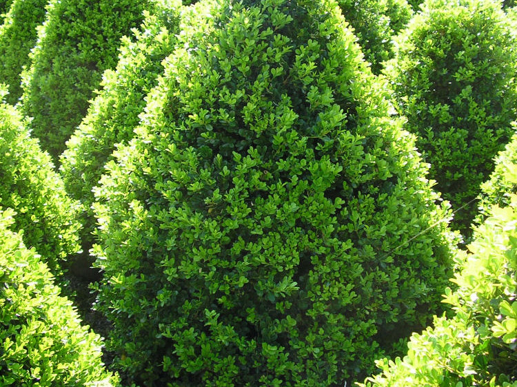 Cranberry Creek Boxwood (Buxus x 'Cranberry Creek') - 3 gallon 24"