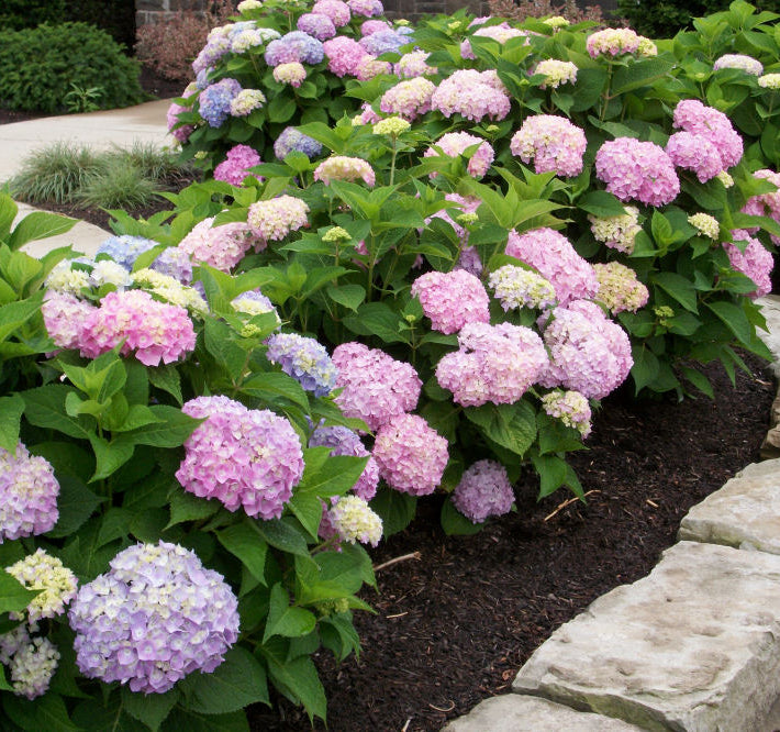 Endless Summer® The Original Hydrangea (Hydrangea macrophylla 'Bailmer') - 2 gallon