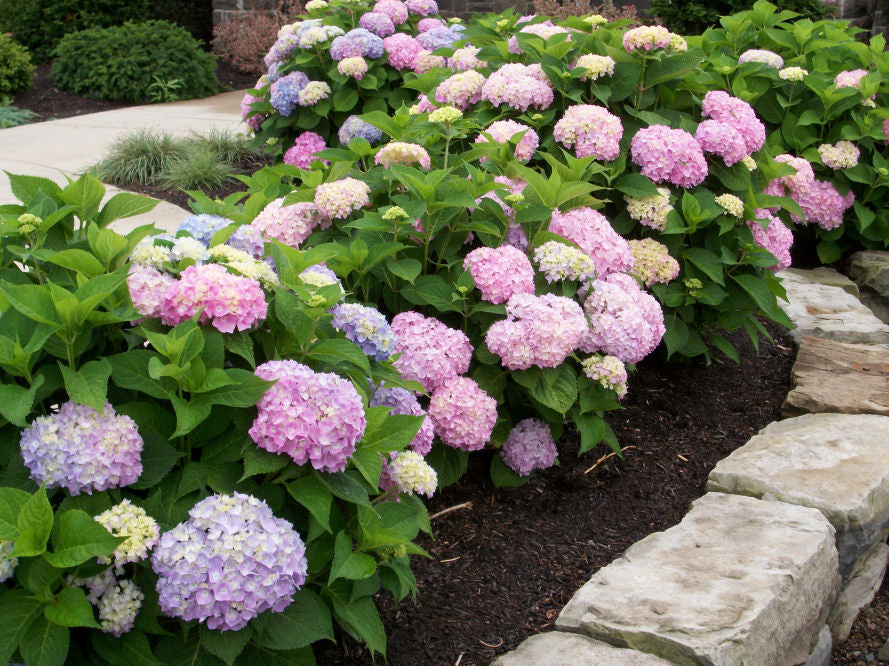 Endless Summer® The Original Hydrangea (Hydrangea macrophylla 'Bailmer') - 2 gallon