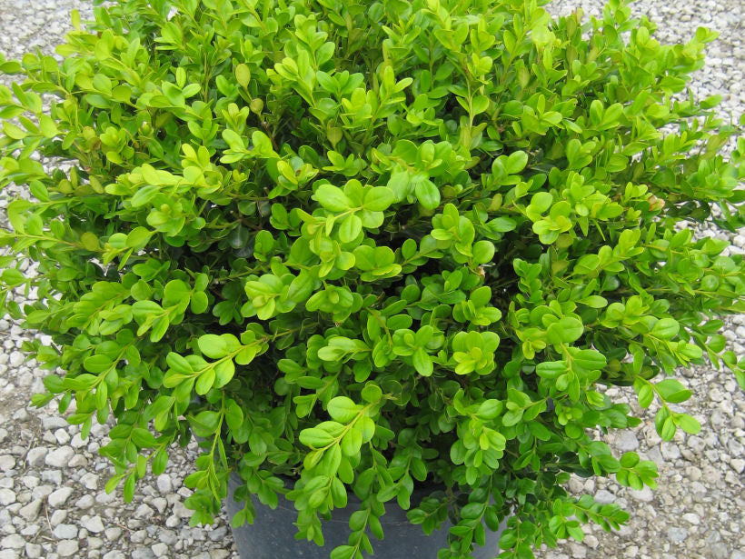 Winter Gem Boxwood (Buxus microphylla 'Winter Gem') - 3 gallon 15"