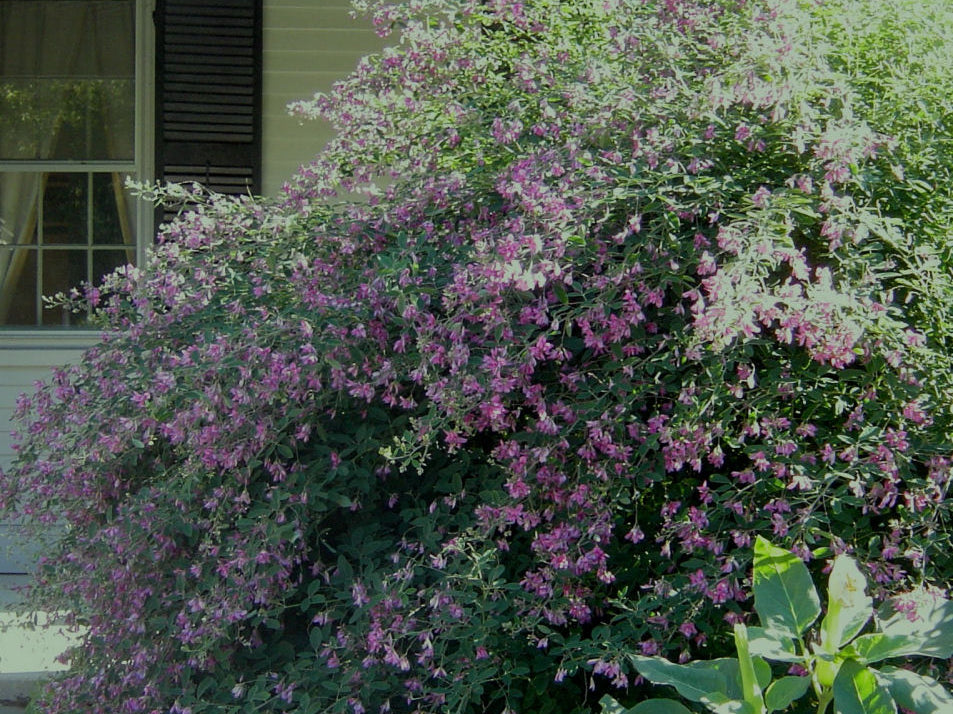 Gibraltar Bush Clover (Lespedeza thunbergii 'Gibraltar') - 3 gallon 15"