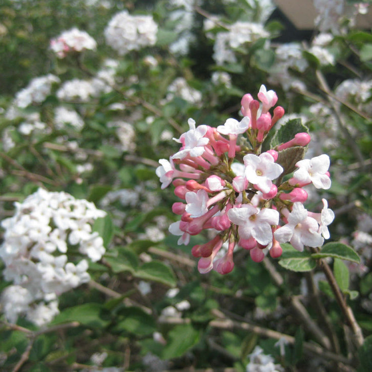 Compact Korean Spice Viburnum (Viburnum x 'Cayuga') - 3 gallon 18"