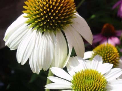 Echinacea Happy Star Coneflower (Echinacea purpurea 'Happy Star') - 1 gallon