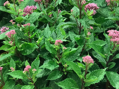 Euphoria™ Ruby Joe Pye Weed (Eupatorium P 'Euphoria Ruby') - 1 gallon