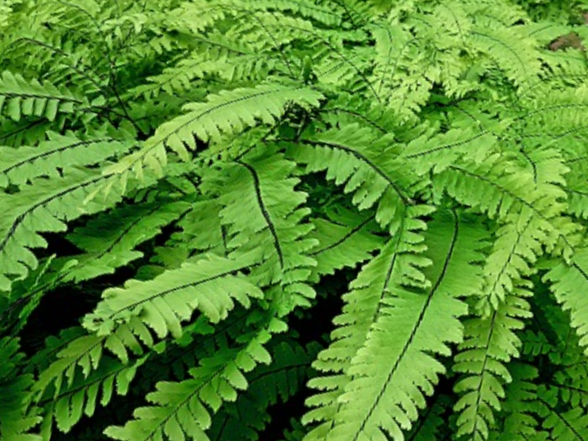 Five Finger Maidenhair Fern (Adiantum 'Five Finger Maidenhair') - 1 gallon