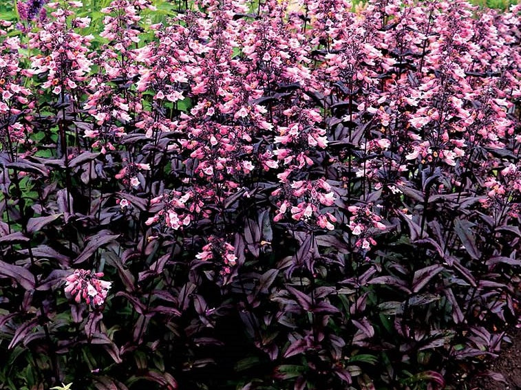 Dakota™ Burgundy Penstemon (Penstemon dakota 'Burgundy') - 1 gallon