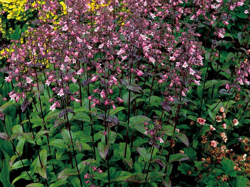 Dakota™ Verde Penstemon (Penstemon dakota 'Verde') - 1 gallon