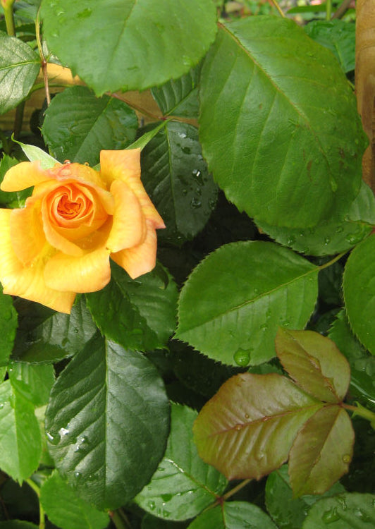 Garden Sun Climbing Rose (Rosa CL 'Garden Sun') - 2 gallon
