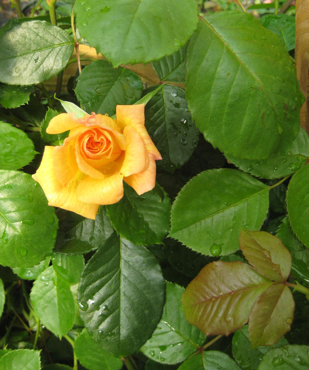 Garden Sun Climbing Rose (Rosa CL 'Garden Sun') - 2 gallon