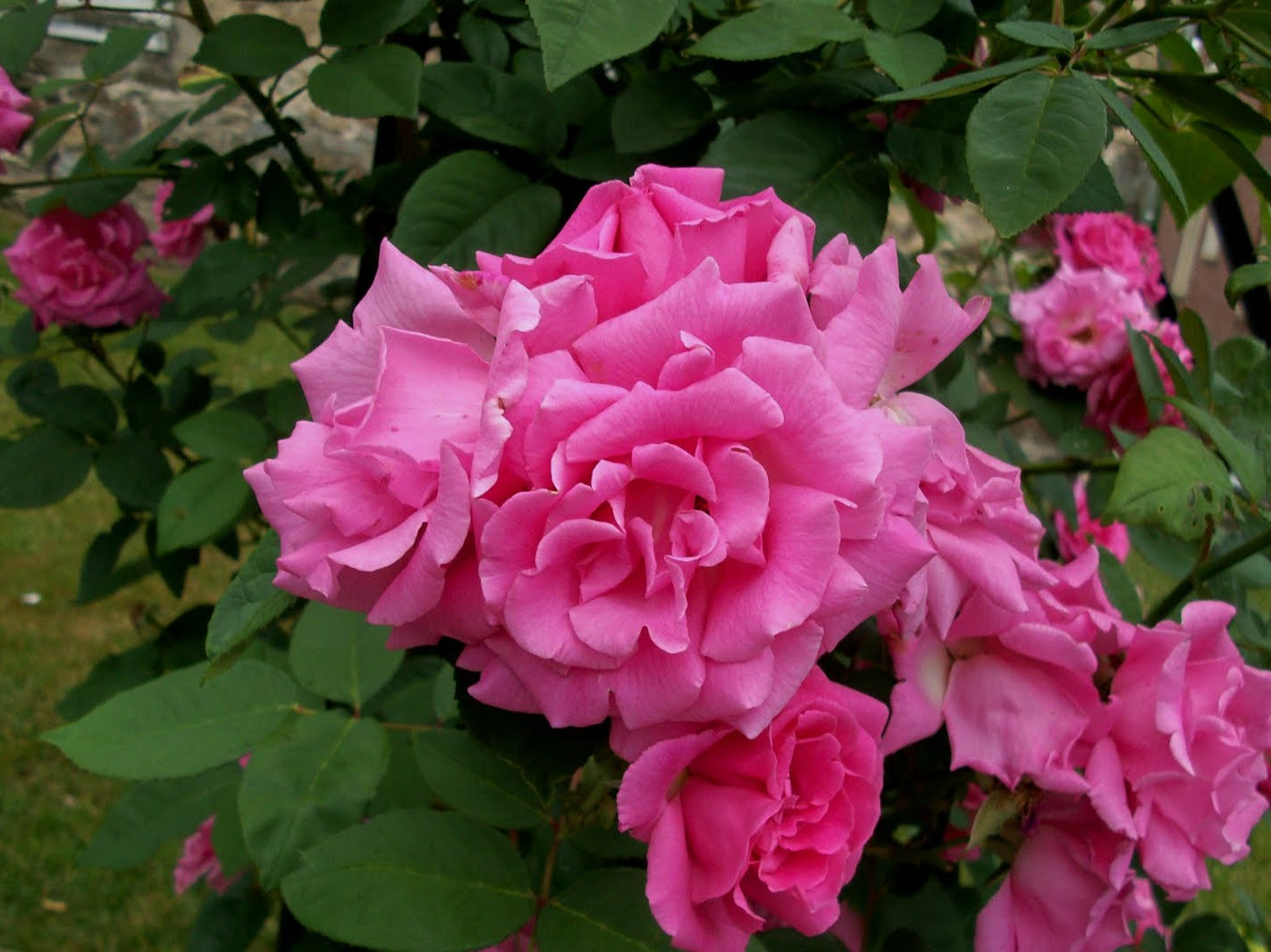 Zephirine Drouhin Climbing Rose (Rosa CL 'Zephirine Drouhin') - 2 gallon