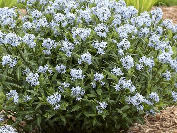 Blue Star Amsonia (Amsonia starstruck) - 1 gallon
