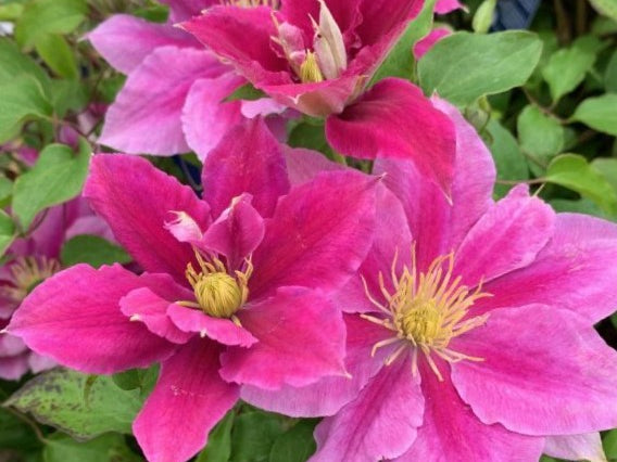 Vicki™ Clematis (Clematis vicki) - 1 gallon