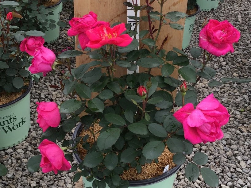 Rose Miracle on the Hudson™ Pink (Rosa miracle 'On The Hudson Pink') - 3 gallon