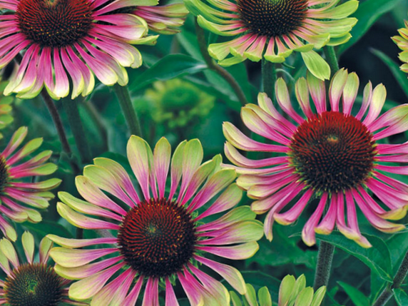 Echinacea Green Twister Coneflower (Echinacea purpurea 'Green Twister') - 1 gallon