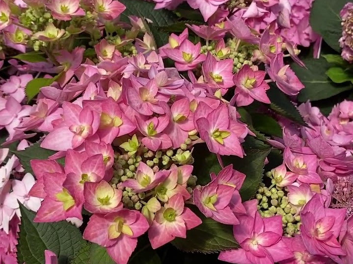 Let's Dance Can Do!® Reblooming hydrangea (Hydrangea macrophylla 'Lets Dance Can Do') - 3 gallon