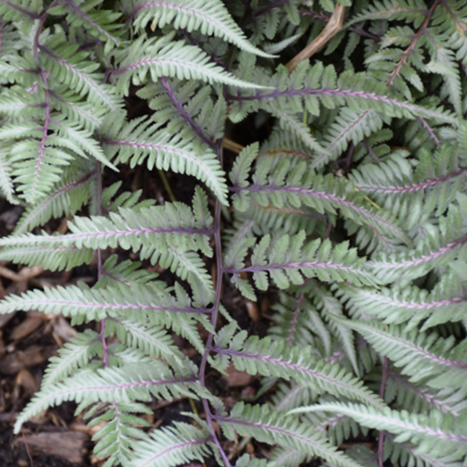Fern Godzilla Japanese Painted (Athyrium 'Godzilla Painted') - 1 gallon