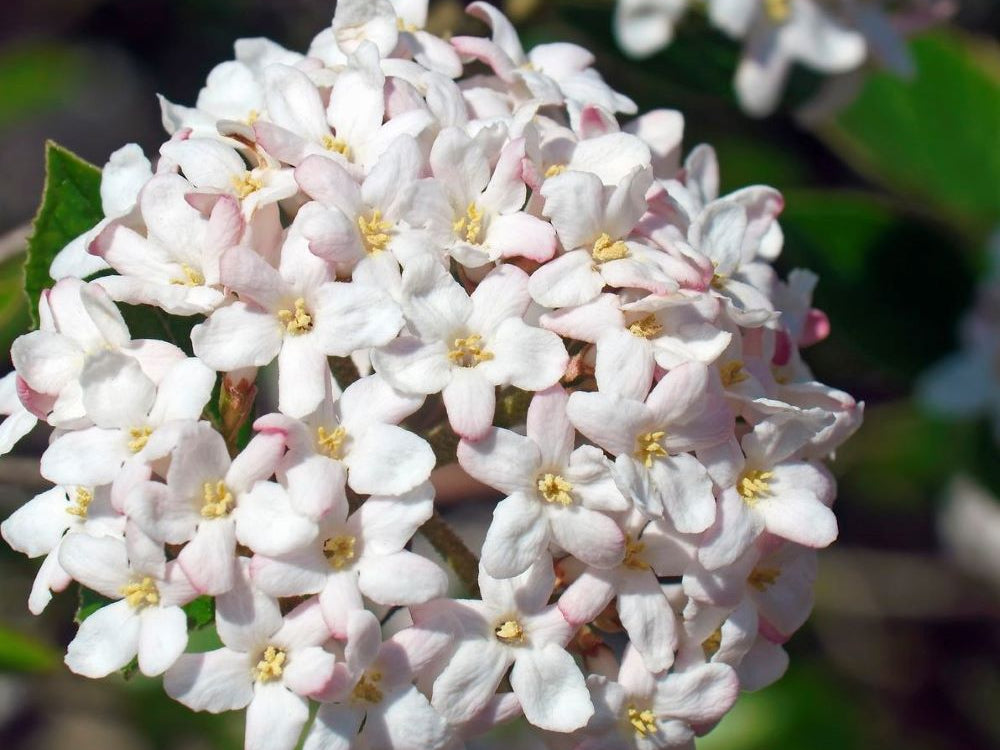 Spice Island® Korean Spice Bush (Viburnum carlesii 'Spice Island') - 3 gallon 15"