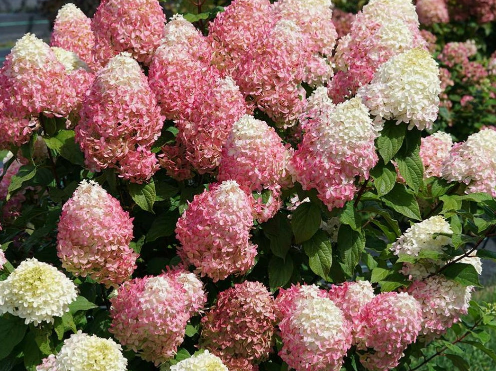 Quick Fire Fab® Panicle Hydrangea (Hydrangea 'P Quick Fire Fab') - 3 gallon