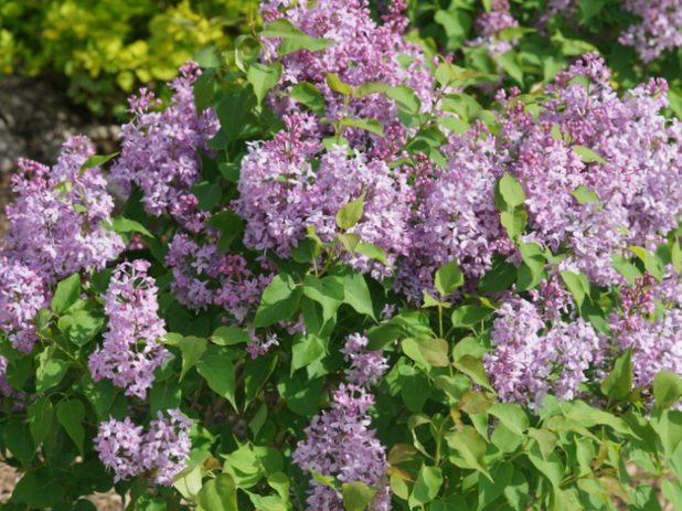 Scentara Pura® Lilac (Syringa x hyacin. 'Scentara Pura') - 3 gallon