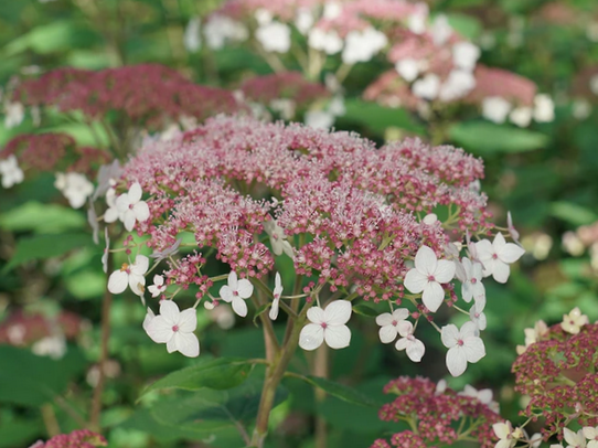 Hydrangea Pinky Pollen Ring™ (Hydrangea arborescens 'Pinky Pollen Ring') - 3 gallon