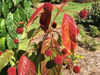 Cephalanthus Red Moon Rising™ Button Bush (Cephalanthus O 'Crimson Comet') - 3 gallon