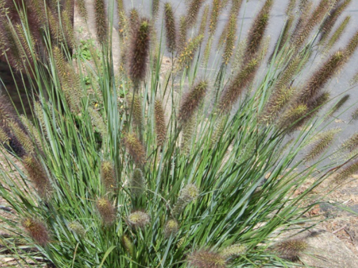 Cayenne™ Fountain Grass (Pennisetum 'Pe. Al. Cayenne') - 2 gallon