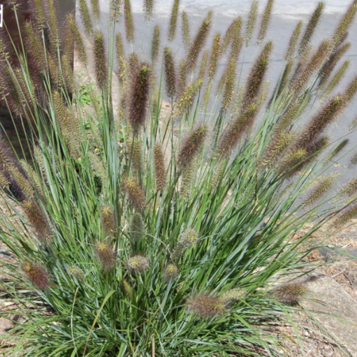 Cayenne™ Fountain Grass (Pennisetum 'Pe. Al. Cayenne') - 2 gallon