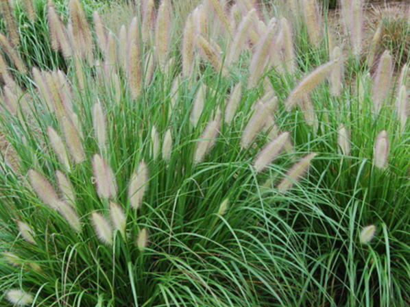 Etoufee™ Fountain Grass (Pennisetum 'Pe. Al. Etouffee') - 2 gallon