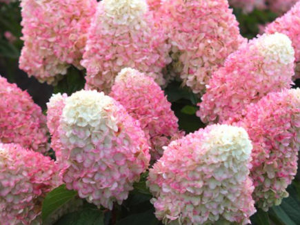 WorryFree® Love-A-Lot™ Pink Hydrangea (Hydrangea 'P Love-A-Lot Pink Rp10') - 3 gallon