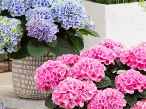 Elizabeth Ashley Hydrangea (Hydrangea macrophylla 'Elizabeth Ashley') - 3 gallon