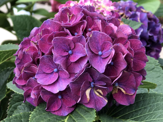Wee Bit Grumpy® Bigleaf Hydrangea (Hydrangea macrophylla 'Wee Bit Grumpy') - 2 gallon