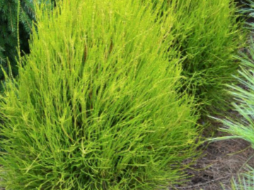 Franky Boy Arborvitae (Thuja occidentalis 'Franky Boy') - 3 gallon 15"
