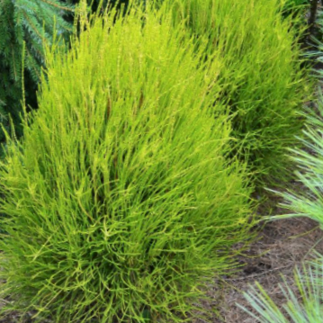 Franky Boy Arborvitae (Thuja occidentalis 'Franky Boy') - 3 gallon 15"