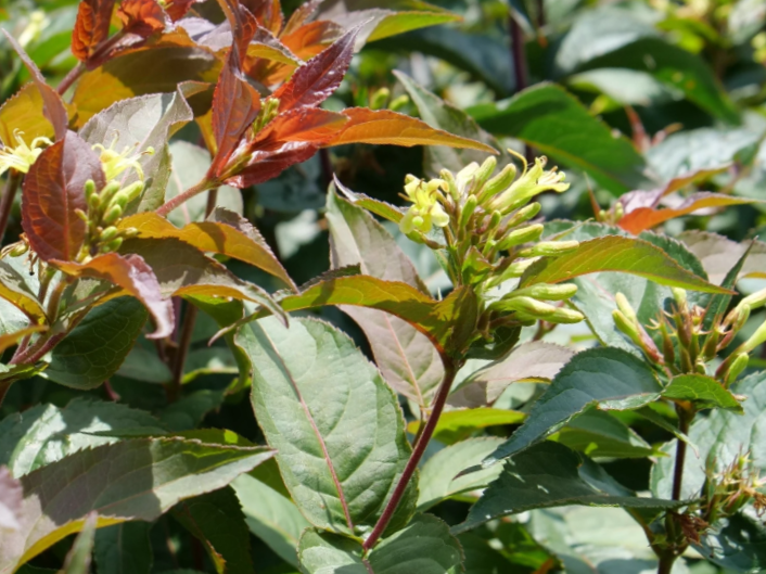 Ru-Bee Wren® Mountain Bush Honeysuckle (Diervilla lonicera 'Ru-Bee Wren') - 3 gallon