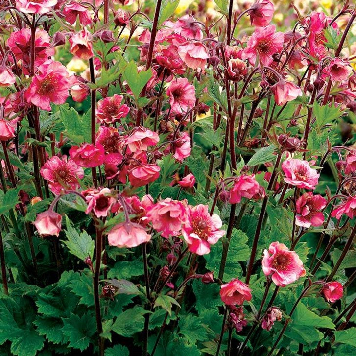 Geum Tempo™ Rose (Geum tempo 'Rose') - 1 gallon