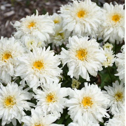 Amazing Daisies® 'Marshmallow' Shasta Daisy (Leucanthemum marshmallow) - 1 gallon