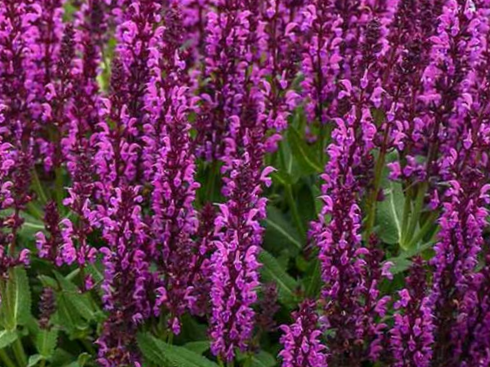 Bumbleberry Garden Sage (Salvia bumbleberry) - 1 gallon