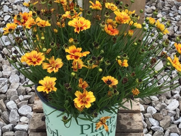 Coreopsis Lil Bang™ Fire Wheel (Coreopsis x 'Lil Bang Fire Wheel') - 1 gallon